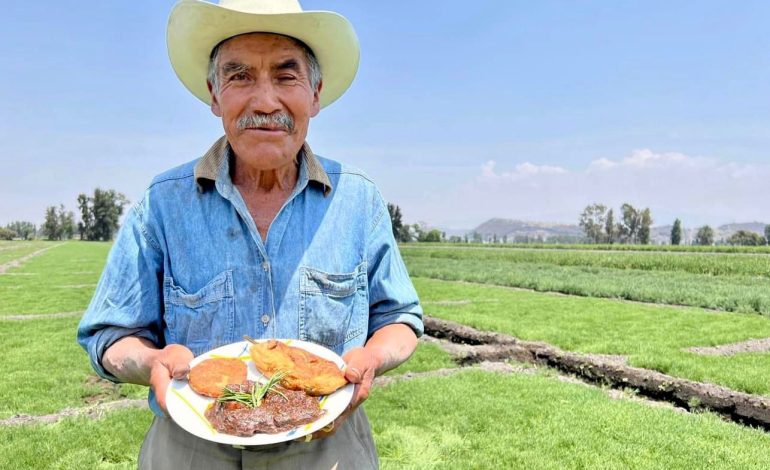 Tláhuac principal productor de romeritos, inicia cosecha Navideña