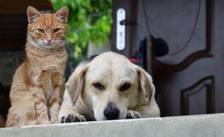 El 70 % de perros y gatos están en las calles